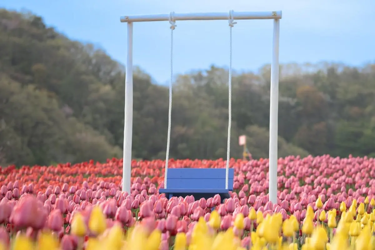 國營越後丘陵公園鬱金香祭
