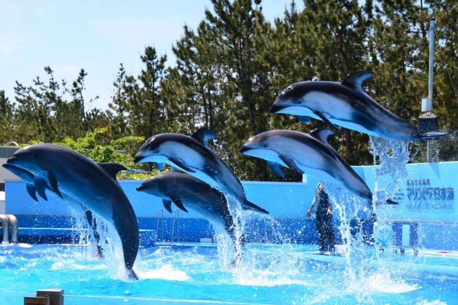 新潟市水族館 瑪淋匹亞