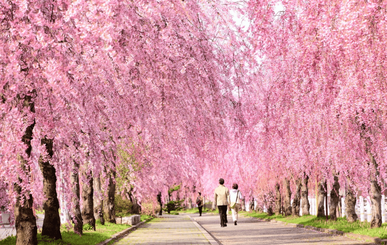 日中線垂枝櫻花步道