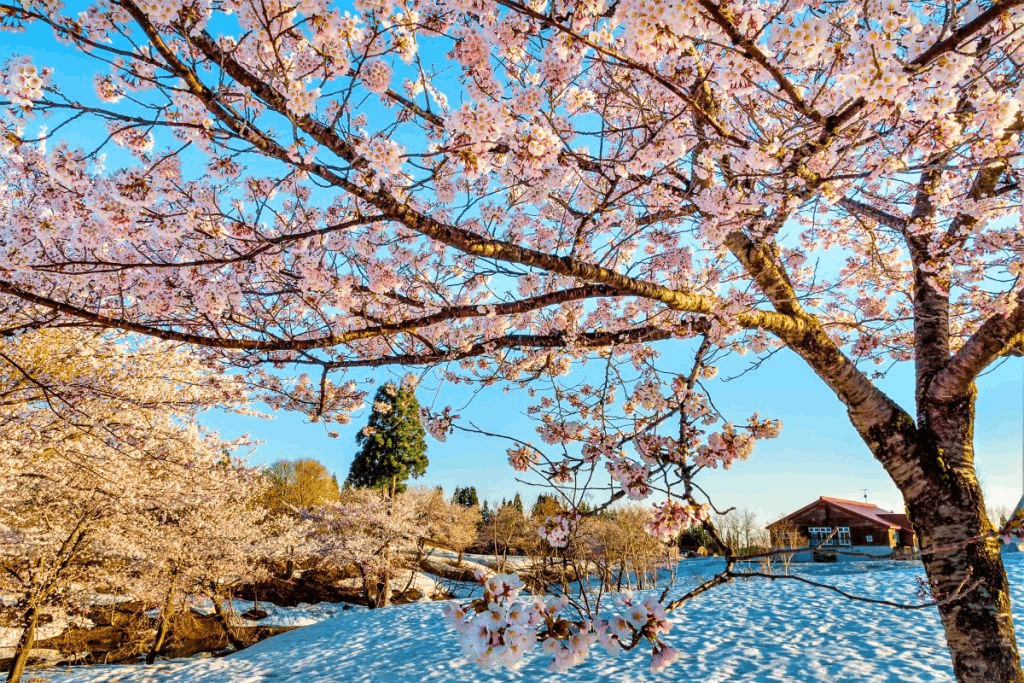 福山峠雪上櫻